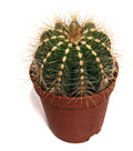 Parodia Magnifica